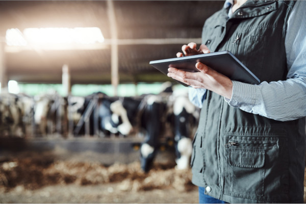 A dairy farmer looks at a tablet, while cows fill a blurred background.